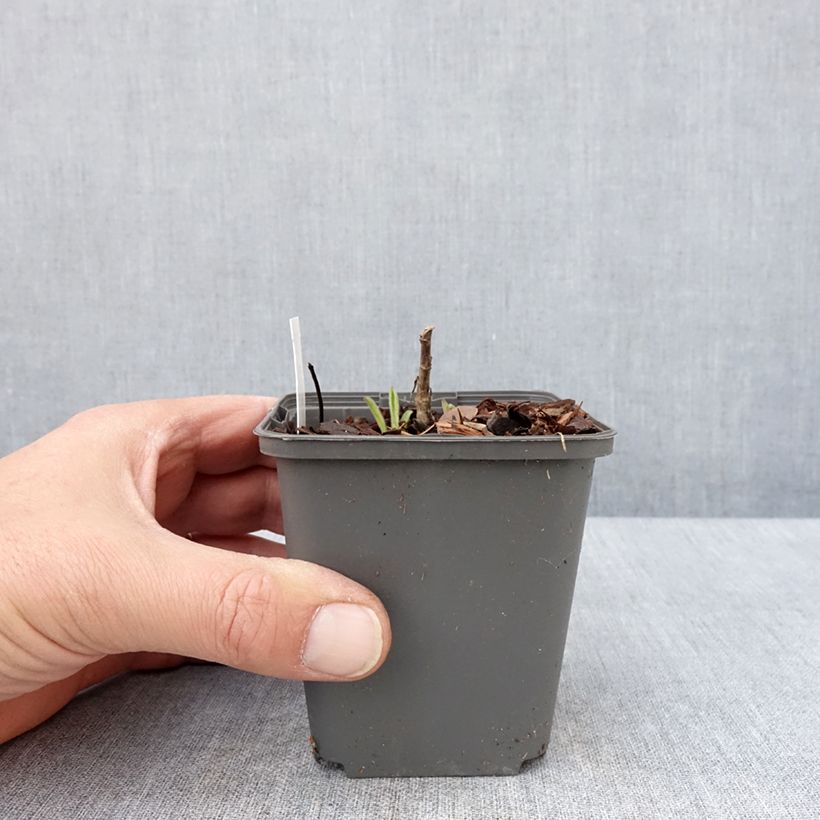 Aster amellus Sonora - Aster d'été Godet de 8/9 cm Ejemplar entregado en la primavera