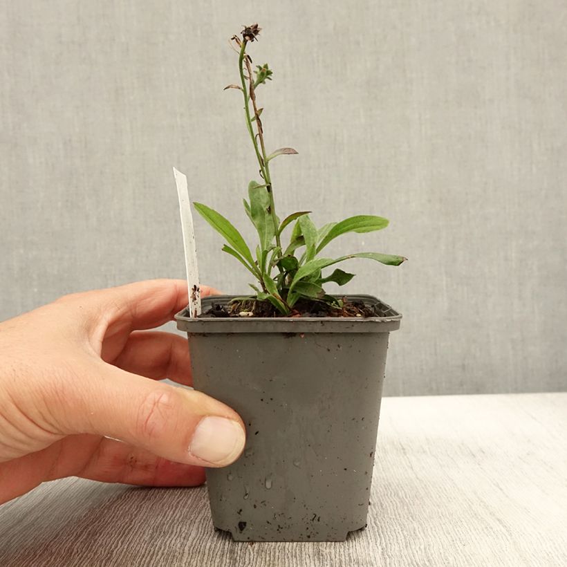 Ejemplar de Aster amellus Sonora Maceta de 8/9 cm entregado en otoño