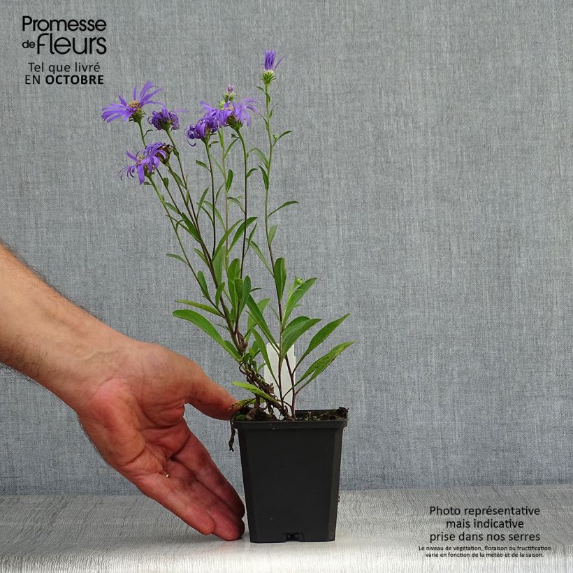 Ejemplar de Aster amellus Veilchenkönigin - Violet Queen Maceta de 8/9 cm entregado en otoño