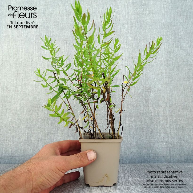 Ejemplar de Aster amethystinus Kylie Godet de 9cm entregado en verano