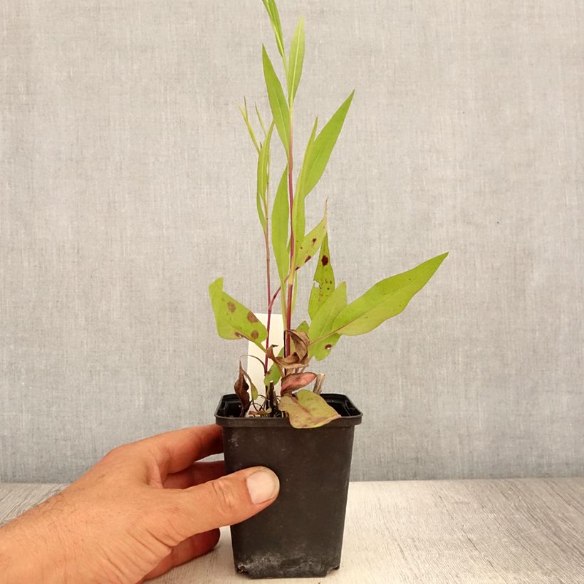 Ejemplar de Aster azureus - Azul cielo Maceta de 8/9 cm entregado en verano