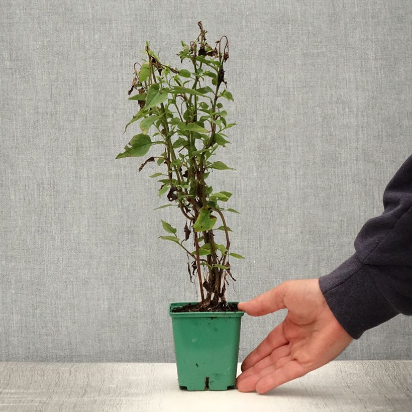 Ejemplar de Aster cordifolius Blutenregen Maceta de 8/9 cm entregado en verano