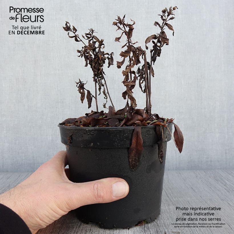 Ejemplar de Aster dumosus Anneke Maceta 1,5L/2L entregado en otoño