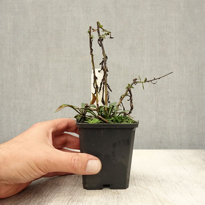Ejemplar de Aster dumosus Neron Maceta de 8/9 cm entregado en otoño