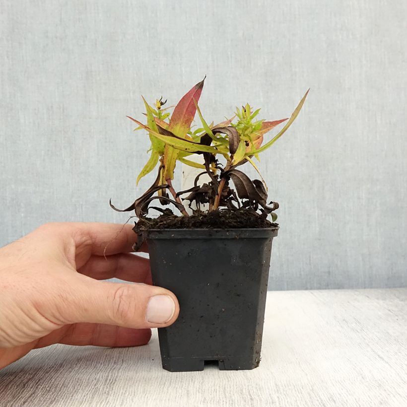 Ejemplar de Aster dumosus Professeur Anton Kippenberg Maceta de 8/9 cm entregado en otoño