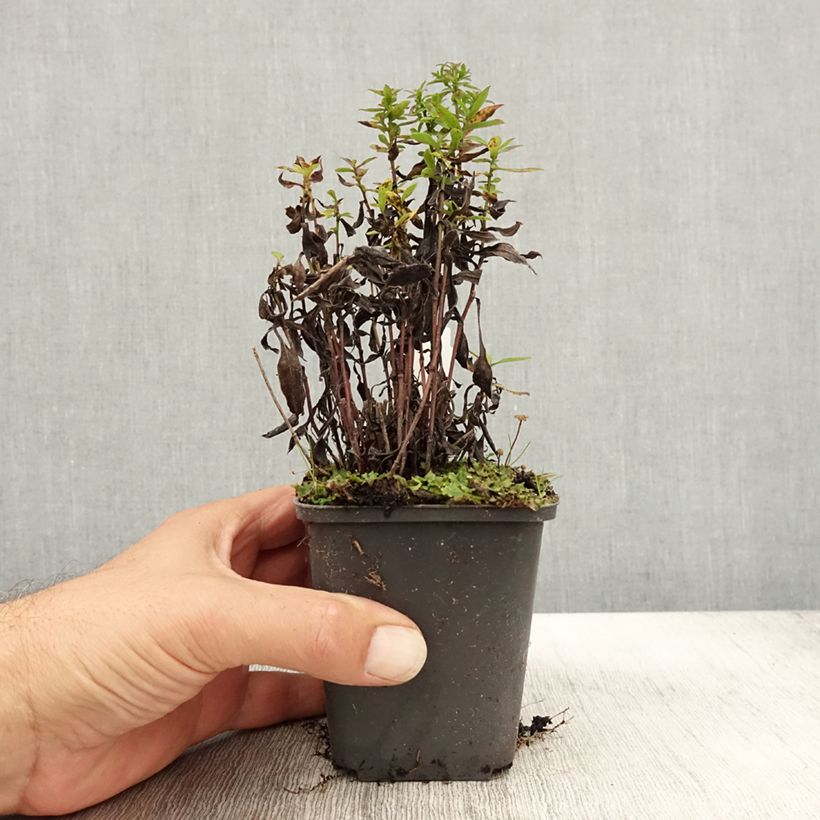Ejemplar de Aster dumosus Samoa Maceta de 8/9 cm entregado en otoño