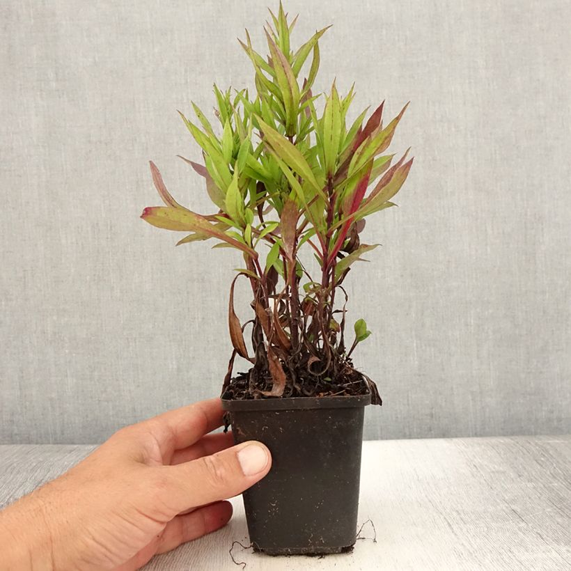 Ejemplar de Aster dumosus Samoa - Aster nain d'automne Godet de 9cm entregado en verano