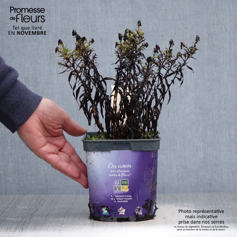 Ejemplar de Aster dumosus Samoa Maceta 2L/3L entregado en otoño