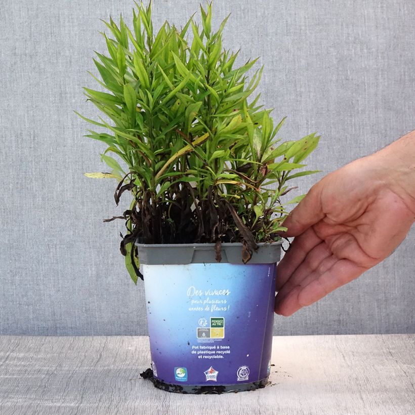 Ejemplar de Aster dumosus Samoa - Aster nain d'automne Pot de 2L/3L entregado en verano
