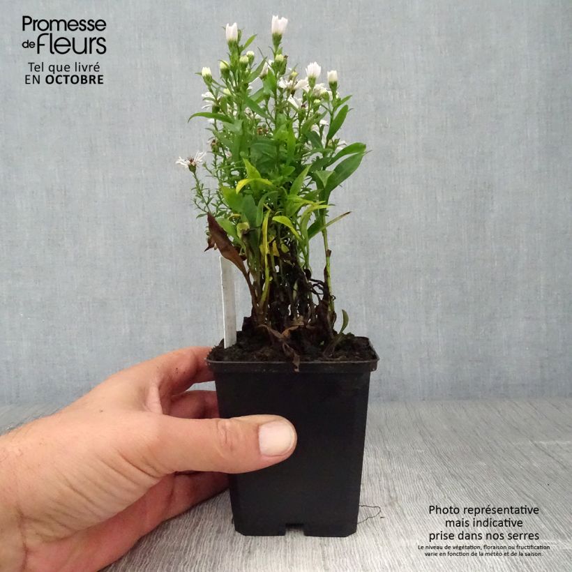 Ejemplar de Aster dumosus Schneekissen Maceta de 8/9 cm entregado en otoño