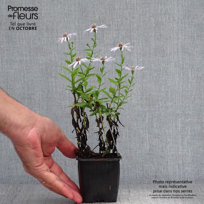 Ejemplar de Aster dumosus Silberblaukissen Maceta de 8/9 cm entregado en otoño