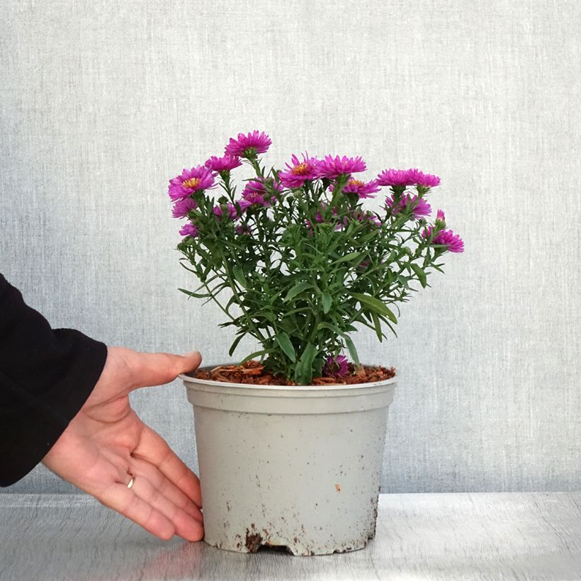 Ejemplar de Aster dumosus Starlight Maceta 2L/3L entregado en otoño
