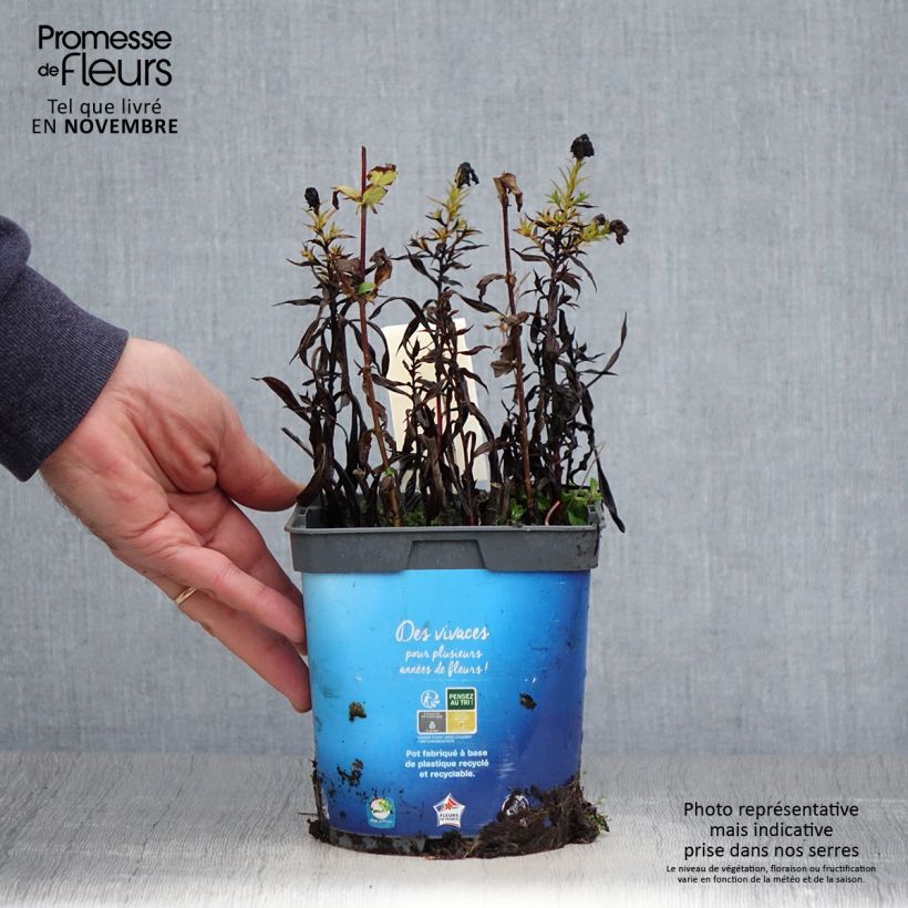 Ejemplar de Aster dumosus Tonga Maceta 2L/3L entregado en otoño