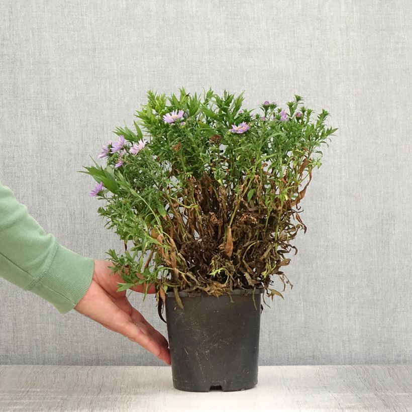 Ejemplar de Aster novi-belgii Wood's Purple Maceta 1,5L/2L entregado en verano