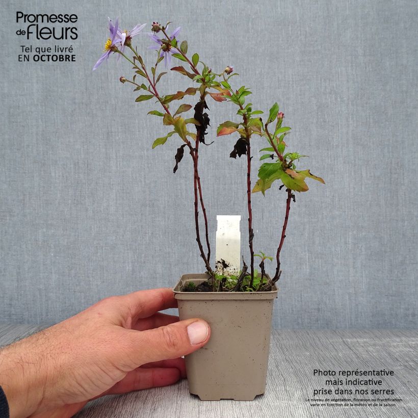 Ejemplar de Aster ageratoides Eleven purple Maceta de 8/9 cm entregado en otoño