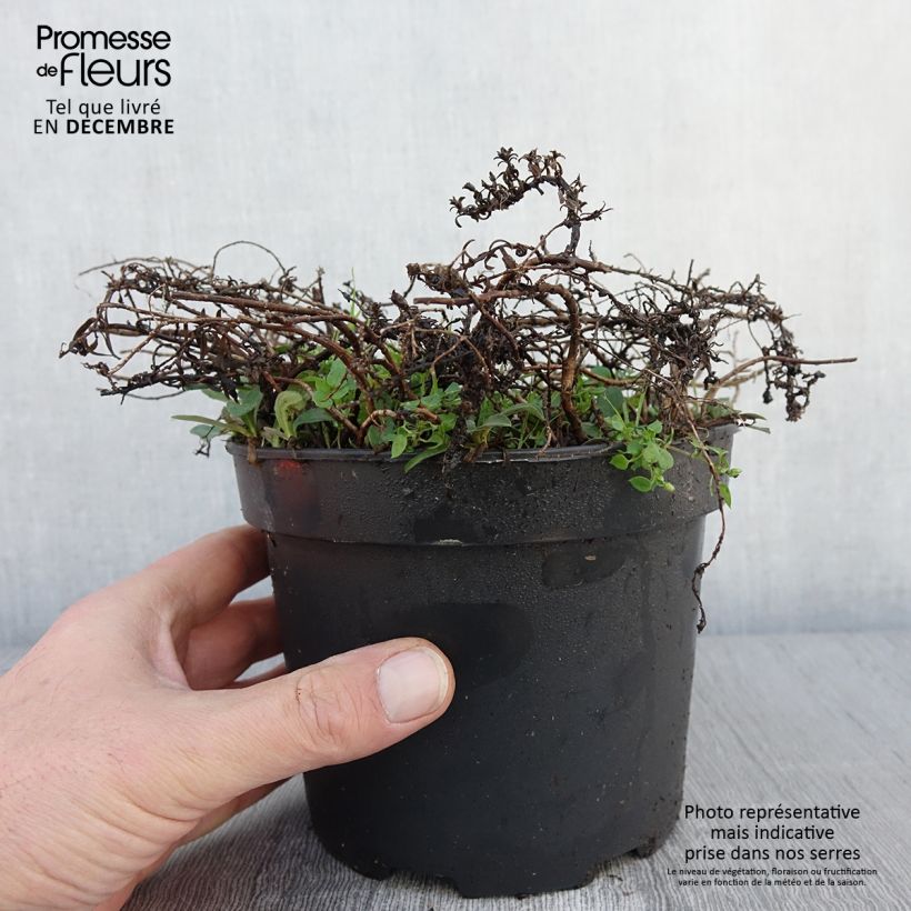 Ejemplar de Aster ericoides f. prostratus Snow Flurry Maceta 2L/3L entregado en otoño