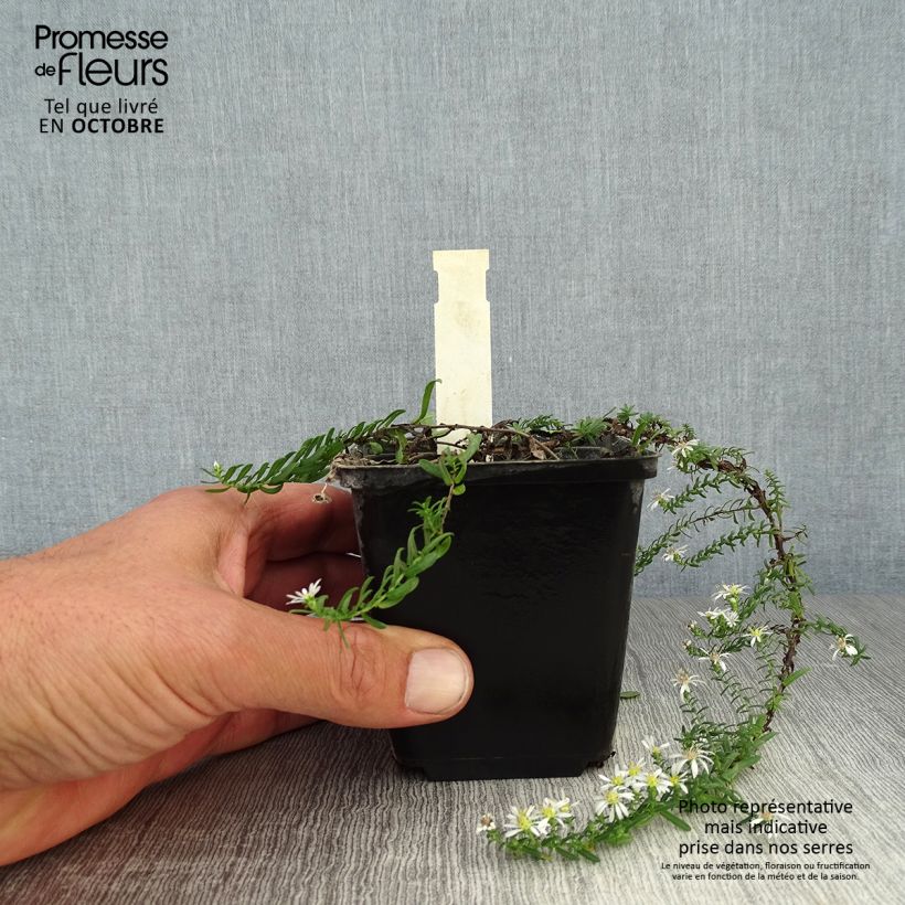 Ejemplar de Aster ericoides f. prostratus Snow Flurry Maceta de 7/8 cm entregado en otoño