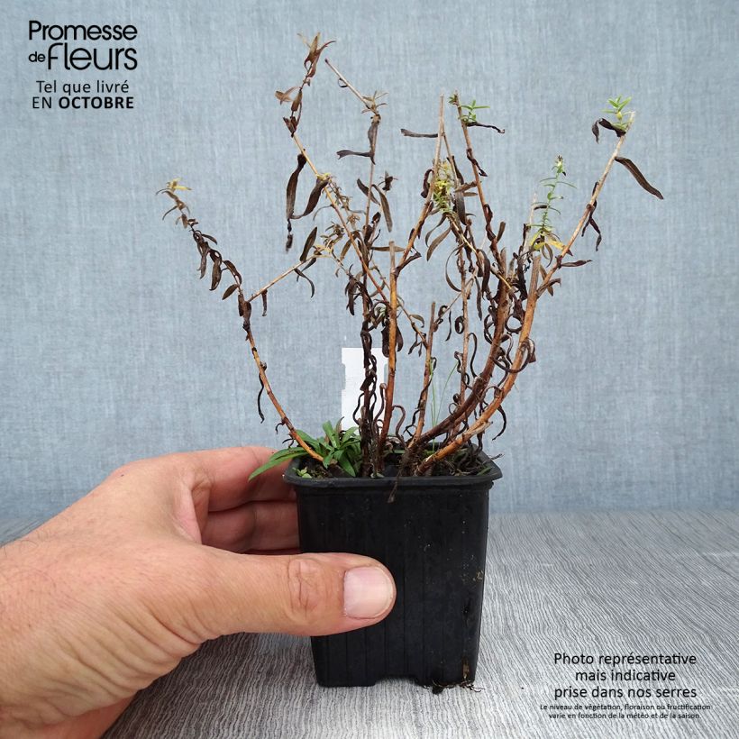 Ejemplar de Aster ericoides Maceta de 8/9 cm entregado en otoño