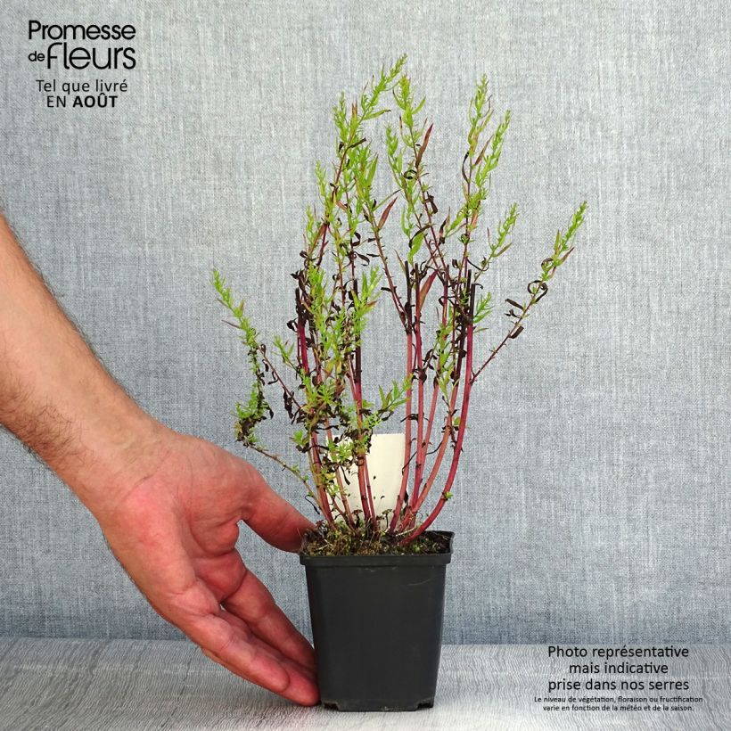 Ejemplar de Aster ericoides Herbstmyrte Maceta de 8/9 cm entregado en verano