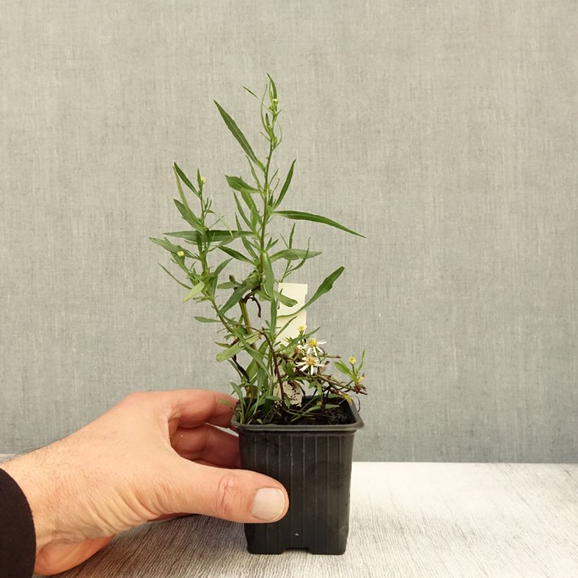 Ejemplar de Aster ericoides Schneegitter Maceta de 8/9 cm entregado en otoño