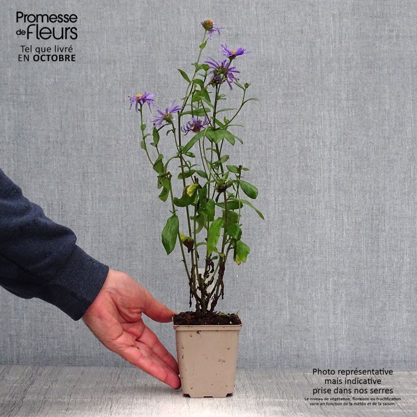 Ejemplar de Aster frikartii Jungfrau Maceta de 8/9 cm entregado en otoño