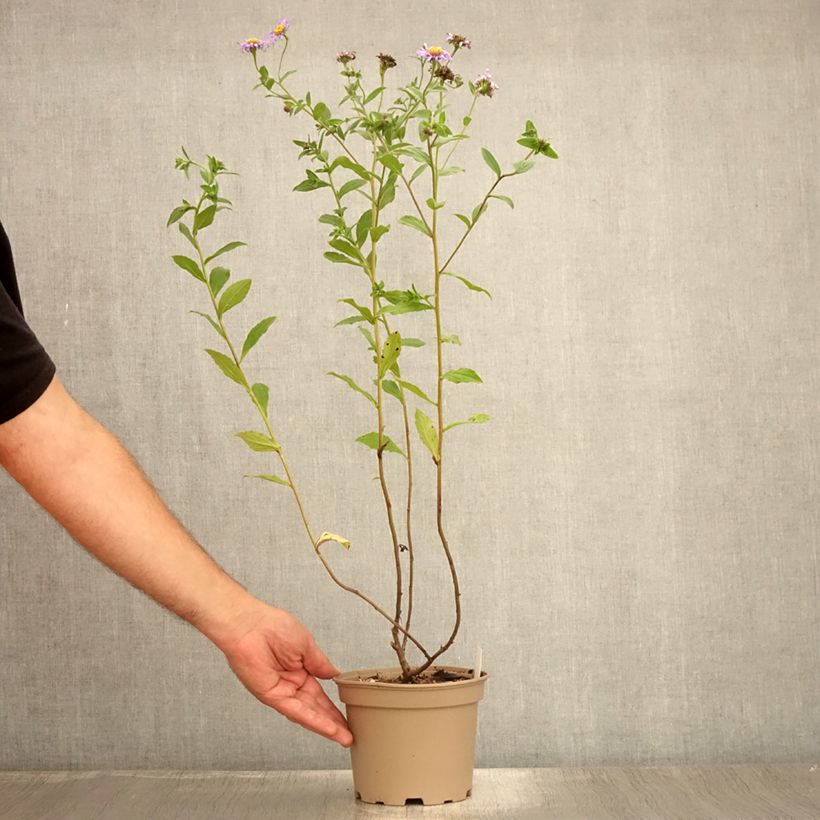 Ejemplar de Aster frikartii Mönch Maceta 1L/1,5L entregado en verano