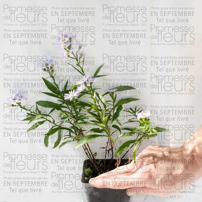 Ejemplo de ejemplar de Aster ericoides Herfstweelde Maceta de 8/9 cm tal y como se entrega