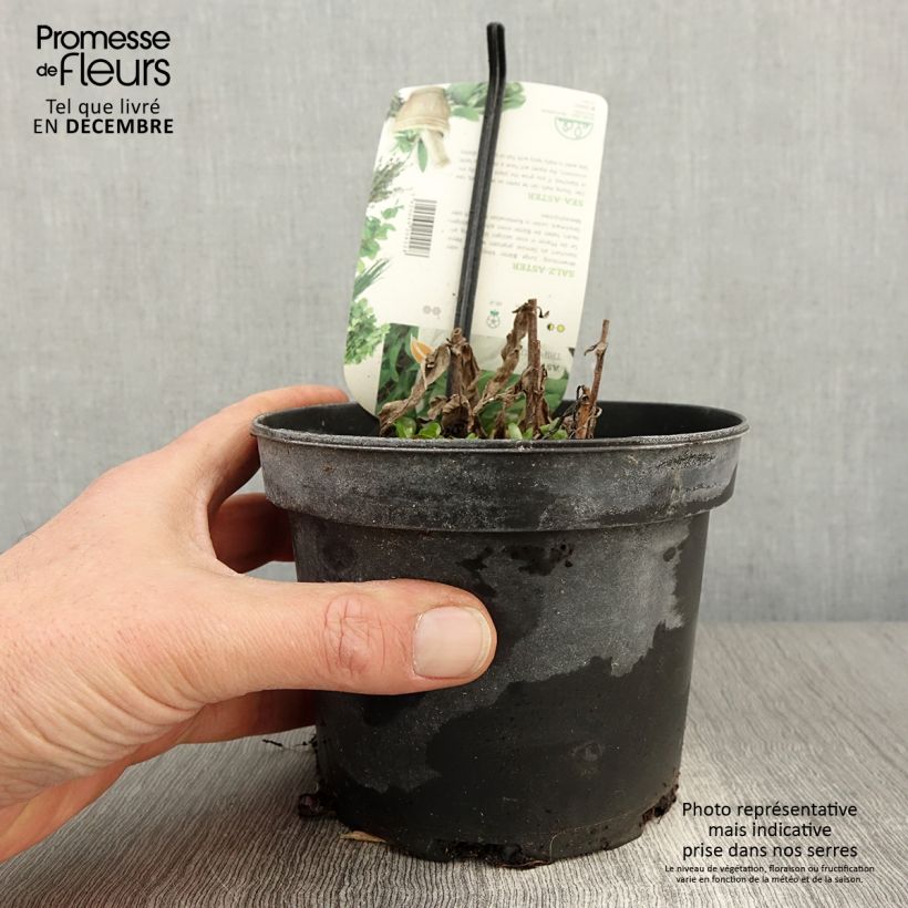 Ejemplar de Aster de mar - Tripolium pannonicum Maceta 1,5L/2L entregado en otoño