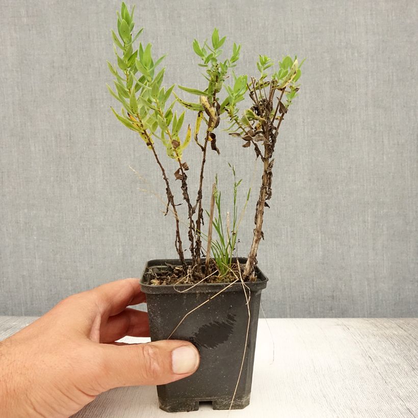 Ejemplar de Aster novae-angliae Herbstschnee Maceta de 8/9 cm entregado en verano