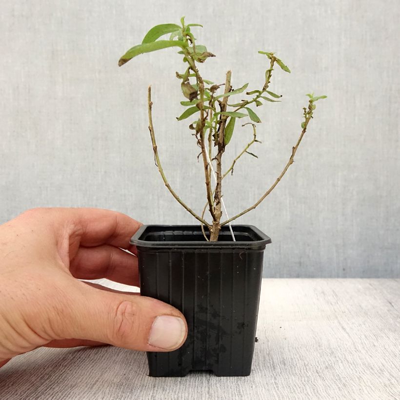 Ejemplar de Aster novae-angliae Rosa Sieger Maceta de 7/8 cm entregado en otoño