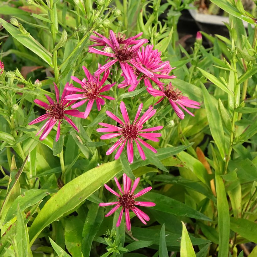 Aster novi-belgii Crimson Brocade (Floración)