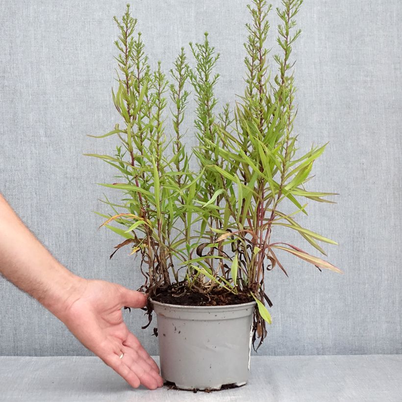 Ejemplar de Aster novi-belgii Karmin Kuppel Maceta 2L/3L entregado en verano