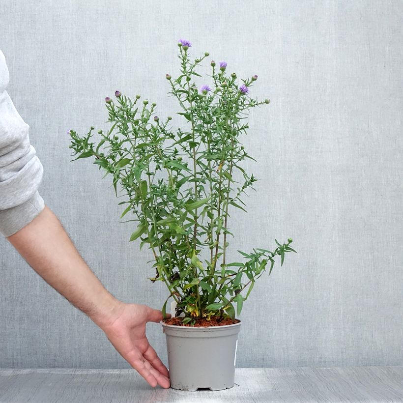 Ejemplar de Aster novi-belgii Marie Ballard - Aster grand d’automne - Pot de 2L/3L entregado en verano