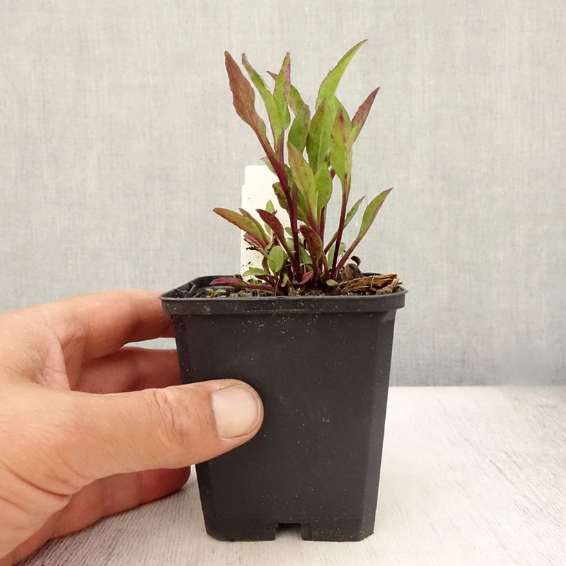 Ejemplar de Aster novi-belgii Sarah Ballard Maceta de 8/9 cm entregado en verano