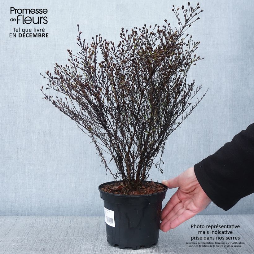 Ejemplar de Aster ericoides var. pringlei Monte Cassino Maceta 2L/3L entregado en otoño