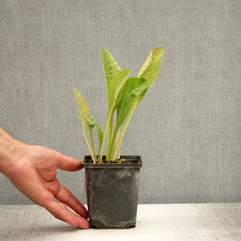 Ejemplar de Aster tataricus Jindai Maceta de 8/9 cm entregado en verano
