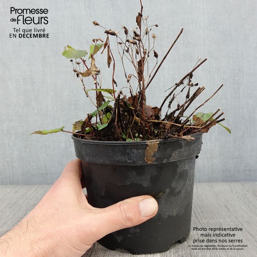 Ejemplar de Aster tradescantii Maceta 2L/3L entregado en otoño