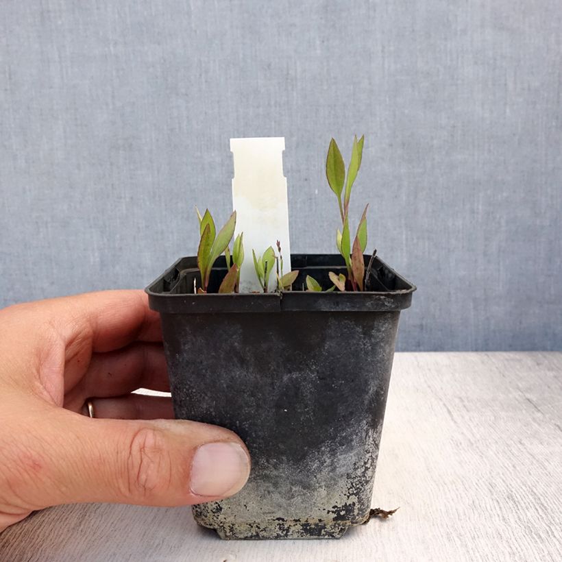 Ejemplar de Aster tradescantii - Aster d'automne Godet de 8/9 cm entregado en verano