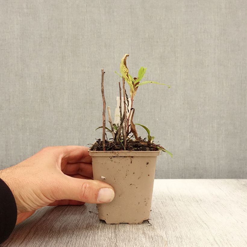 Ejemplar de Aster versicolor Altweibersommer Maceta de 8/9 cm entregado en otoño