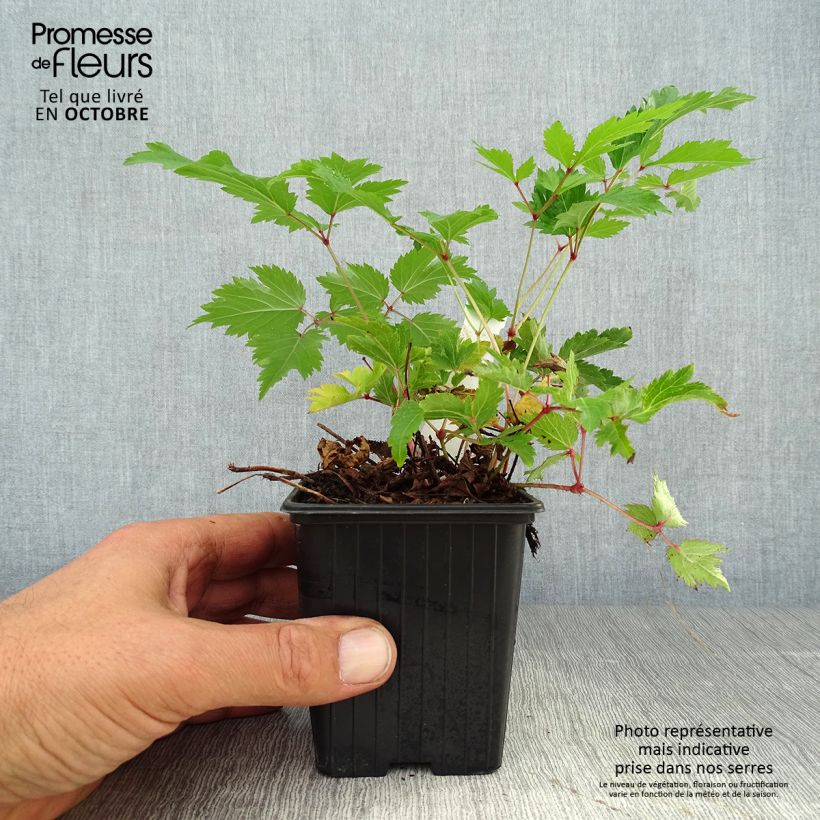 Ejemplar de Espirea de pluma Anita Pfeiffer - Astilbe Maceta de 8/9 cm entregado en otoño