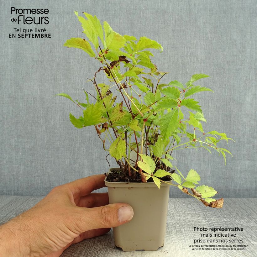 Ejemplar de Espirea de pluma Brautschleier - Astilbe Maceta de 8/9 cm entregado en verano