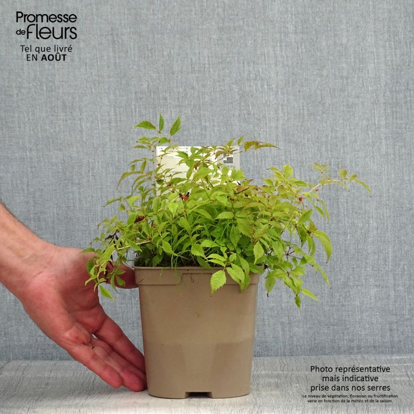 Ejemplar de Espirea de pluma Brautschleier - Astilbe Maceta 2L/3L entregado en verano