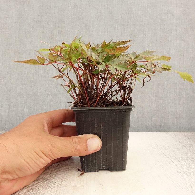 Ejemplar de Espirea de pluma Bumalda - Astilbe Maceta de 8/9 cm entregado en verano