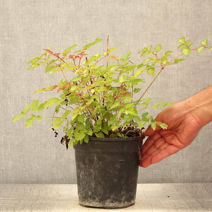 Ejemplar de Espirea de pluma Color Flash Lime - Astilbe Maceta 2L/3L entregado en verano