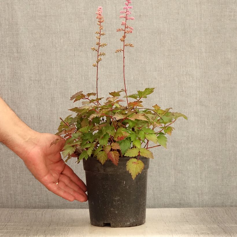 Ejemplar de Espirea de pluma Colour Flash - Astilbe Maceta 2L/3L entregado en verano
