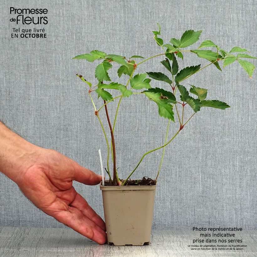 Ejemplar de Espirea de pluma Diamant - Astilbe Maceta de 8/9 cm entregado en otoño