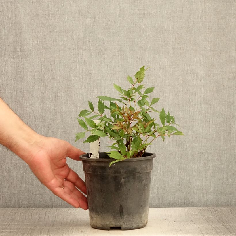 Ejemplar de Espirea de pluma Ellie - Astilbe Maceta 2L/3L entregado en verano
