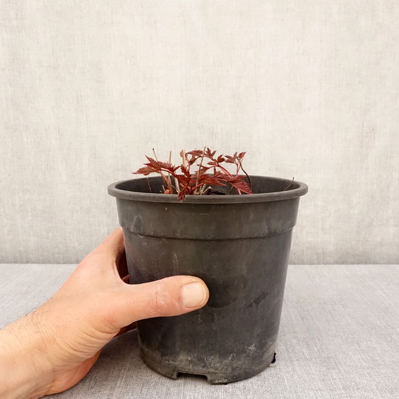 Espirea de pluma Ellie - Astilbe Maceta 2L/3L Ejemplar entregado en la primavera