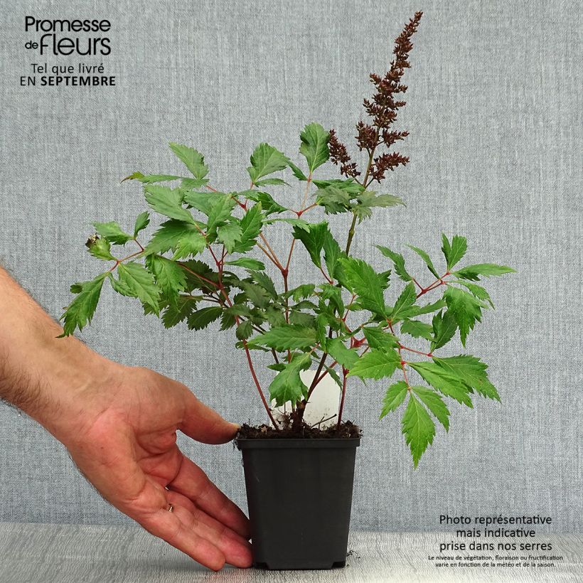 Ejemplar de Espirea de pluma Fanal - Astilbe Maceta de 7/8 cm entregado en otoño
