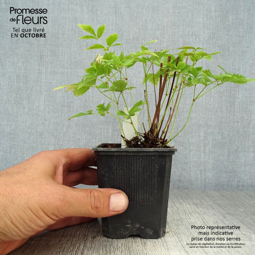 Ejemplar de Espirea de pluma Hyazinth - Astilbe Maceta de 8/9 cm entregado en otoño